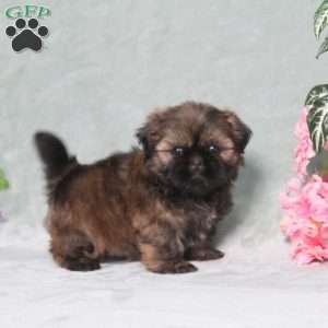 Pollyanna, Shih Tzu Puppy